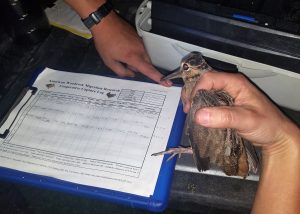 State and regional efforts to conserve woodcock populations